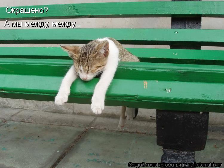 Котоматрица: Окрашено? А мы между, между...