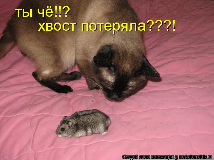 Котоматрица: ты чё!!? хвост потеряла???!