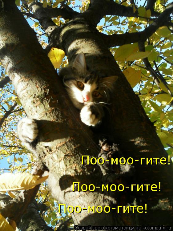 Котоматрица: Поо-моо-гите! Поо-моо-гите! Поо-моо-гите!