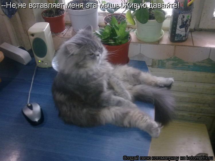 Котоматрица: --Не,не вставляет меня эта мышь!Живую давайте!