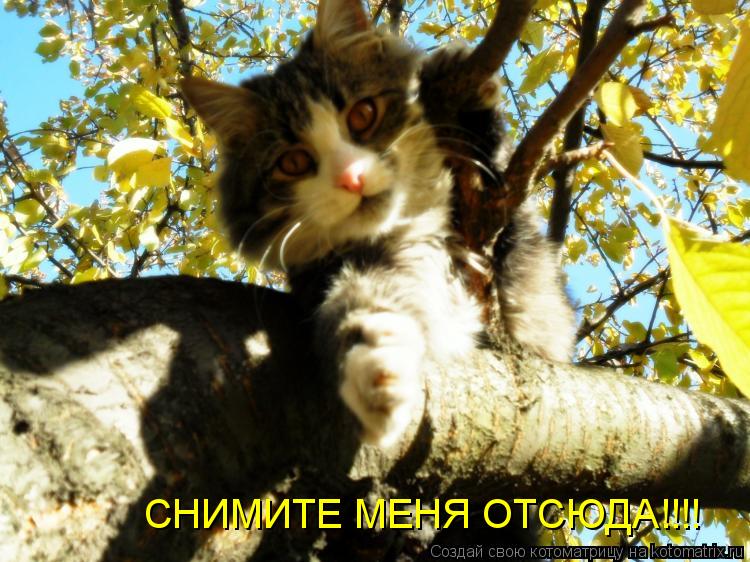 Котоматрица: СНИМИТЕ МЕНЯ ОТСЮДА!!!!