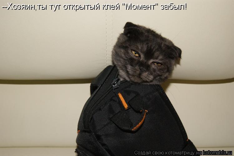 Котоматрица: --Хозяин,ты тут открытый клей "Момент" забыл!