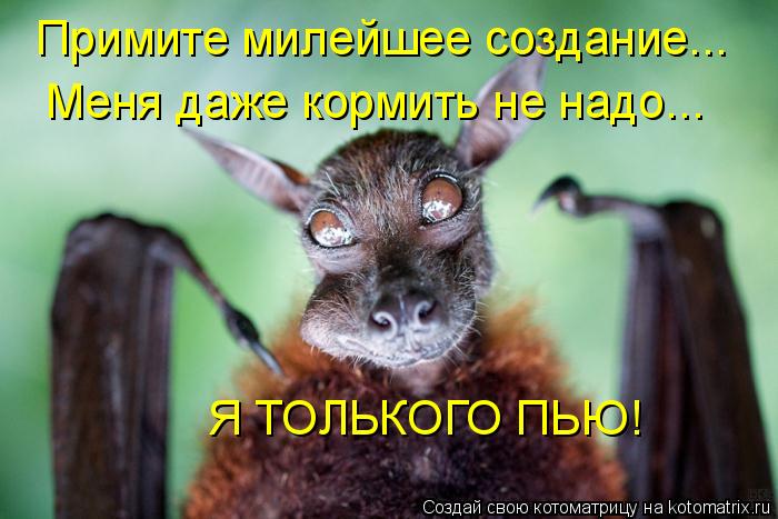 Котоматрица: Примите милейшее создание... Меня даже кормить не надо... Я ТОЛЬКОГО ПЬЮ!
