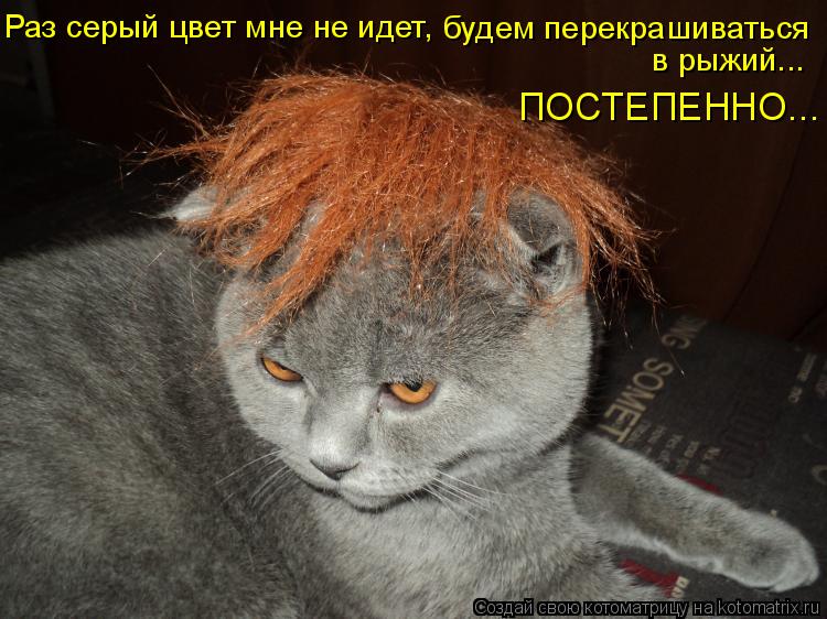 Котоматрица: Раз серый цвет мне не идет, будем перекрашиваться в рыжий... ПОСТЕПЕННО...
