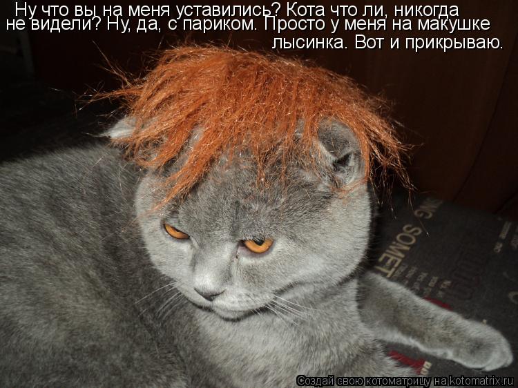 Котоматрица: Ну что вы на меня уставились? Кота что ли, никогда  не видели? Ну, да, с париком. Просто у меня на макушке лысинка. Вот и прикрываю.