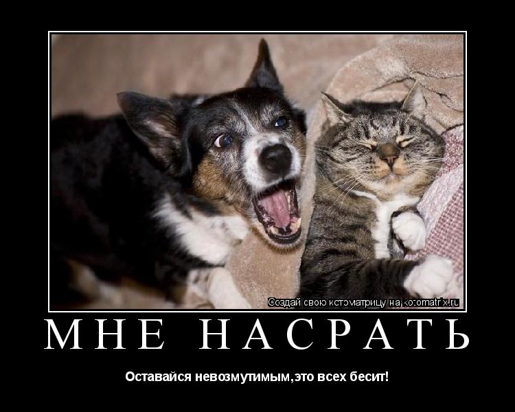 Мне насрать Оставайся невозмутимым,это всех бесит!... Котоматрица: Мне насрать Оставайся невозмутимым,это всех бесит!