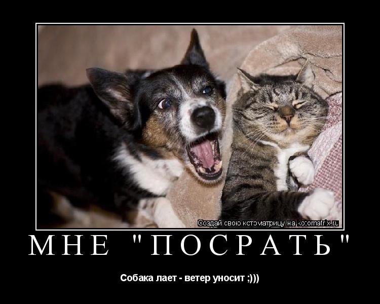 Котоматрица: Мне "посрать" Собака лает - ветер уносит ;)))