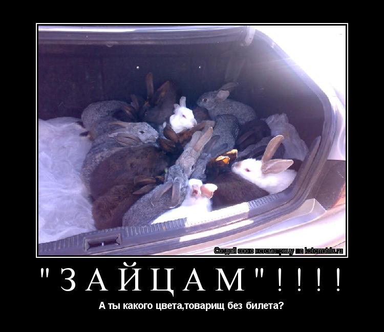 Котоматрица: "Зайцам"!!!! А ты какого цвета,товарищ без билета?