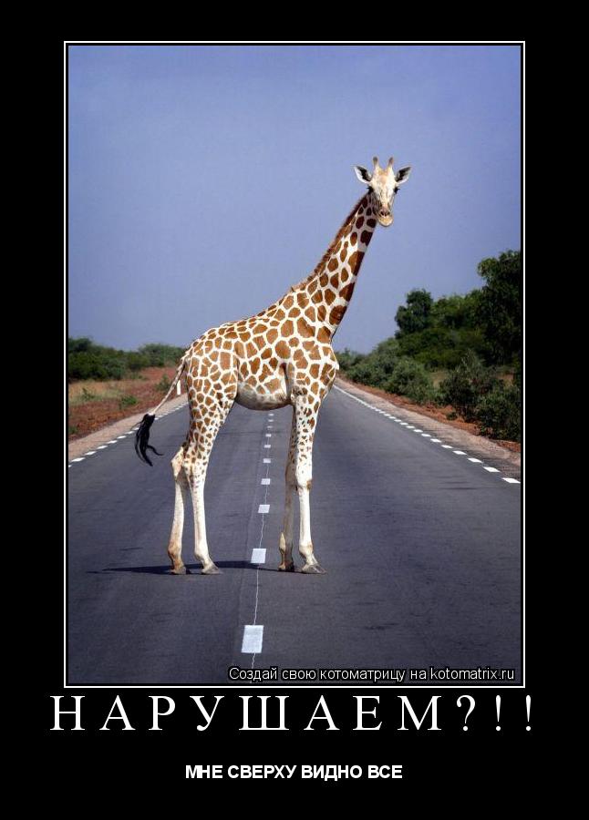 Котоматрица: НАРУШАЕМ?!! МНЕ СВЕРХУ ВИДНО ВСЕ