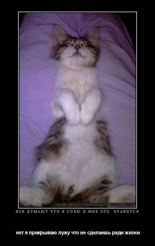 Котоматрица: все думают что я сплю и мне это  нравится  нет я прикрываю лужу что не сделаешь ради жизни