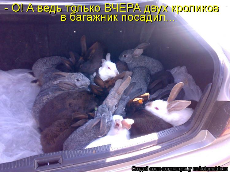 Котоматрица: - О! А ведь только ВЧЕРА двух кроликов в багажник посадил...