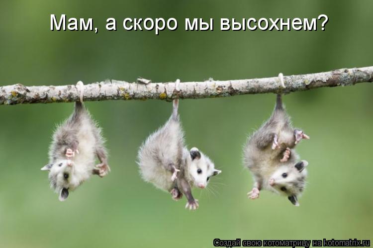 Котоматрица: Мам, а скоро мы высохнем?