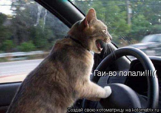Котоматрица: Гаи-во попали!!!((