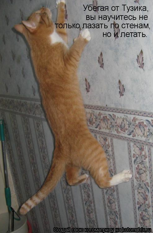 Котоматрица: Убегая от Тузика,  вы научитесь не только лазать по стенам, но и летать.