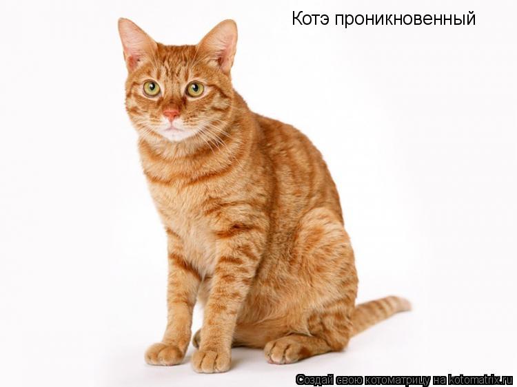 Котоматрица: Котэ проникновенный