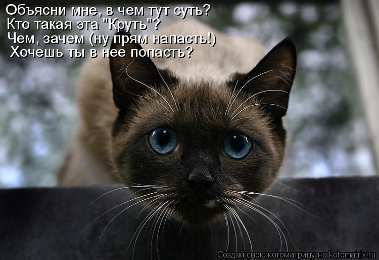 Объясни мне, в чем тут суть? Кто такая эта "Круть"? Чем, зачем (ну прям напасть!) Хочешь ты в нее поп... Котоматрица: Объясни мне, в чем тут суть? Кто такая эта "Круть"? Чем, зачем (ну прям напасть!) Хочешь ты в нее попасть?