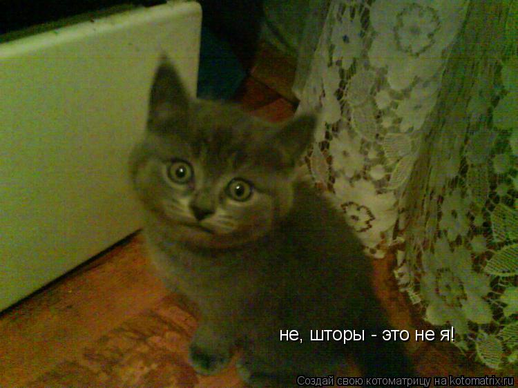 Котоматрица: не, шторы - это не я!