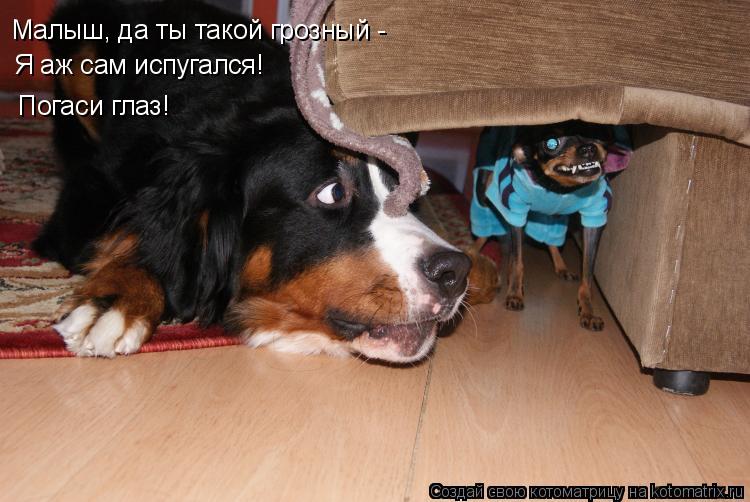 Котоматрица: Малыш, да ты такой грозный - Я аж сам испугался! Погаси глаз!