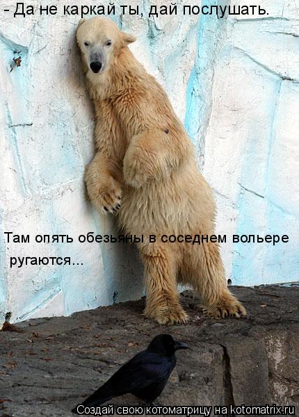 Котоматрица: - Да не каркай ты, дай послушать. Там опять обезьяны в соседнем вольере  ругаются...