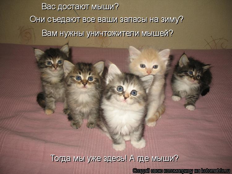 Котоматрица: Вам нужны уничтожители мышей? Вас достают мыши? Они съедают все ваши запасы на зиму? Тогда мы уже здесь! А где мыши?