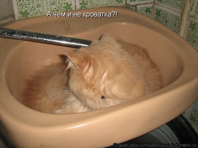 Котоматрица: А чем и не кроватка?!