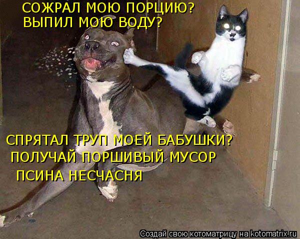 Котоматрица: СОЖРАЛ МОЮ ПОРЦИЮ? ВЫПИЛ МОЮ ВОДУ? СПРЯТАЛ ТРУП МОЕЙ БАБУШКИ? ПОЛУЧАЙ ПОРШИВЫЙ МУСОР ПСИНА НЕСЧАСНЯ