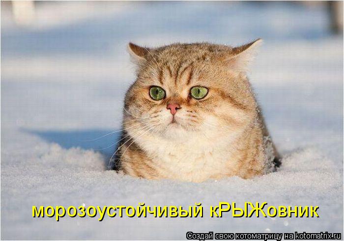 Котоматрица: морозоустойчивый кРЫЖовник