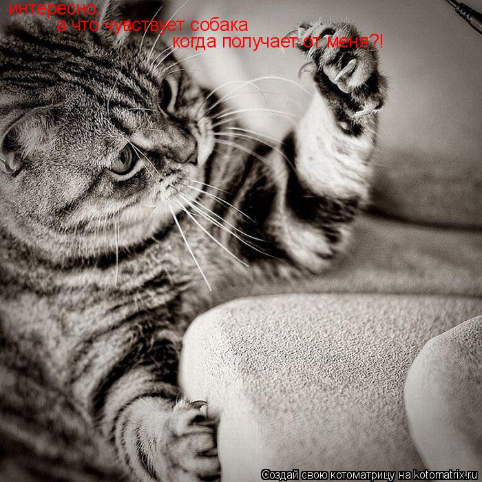 Котоматрица: интересно, а что чувствует собака когда получает от меня?!