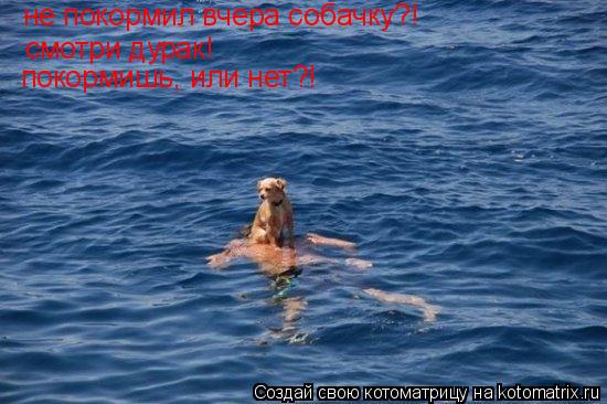 Котоматрица: не покормил вчера собачку?! смотри дурак! покормишь, или нет?!