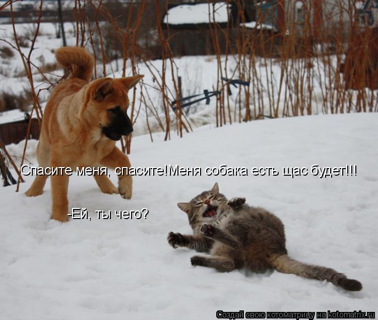 Котоматрица: Спасите меня, спасите!Меня собака есть щас будет!!! -Ей, ты чего?