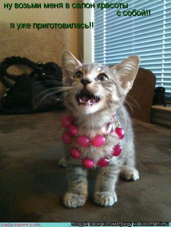 Котоматрица: ну возьми меня в салон красоты с собой!! я уже приготовилась!!