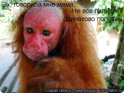 Котоматрица: Эх, говорила мне мама,: Эх, говорила мне мама,: -Не все пилинги одинаково полезны ...