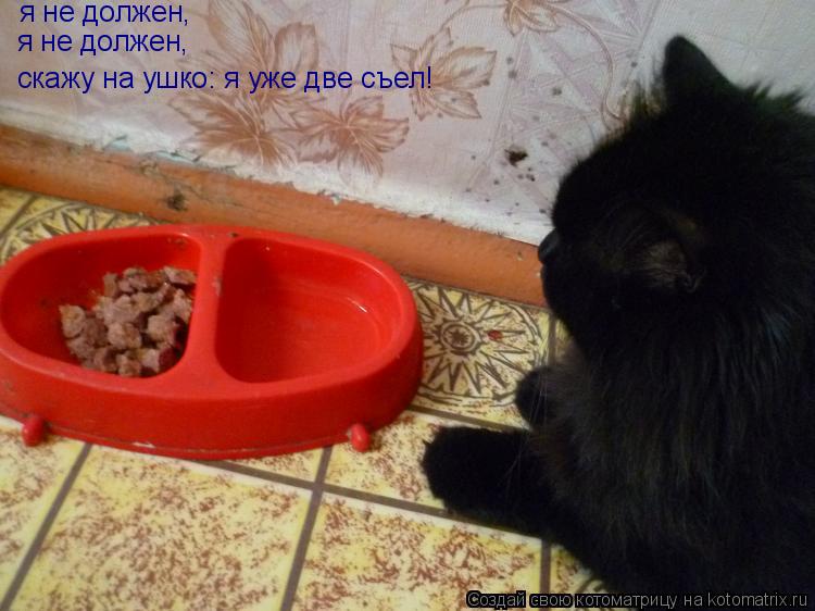 Котоматрица: я не должен, я не должен, скажу на ушко: я уже две съел!
