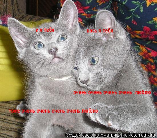 Котоматрица: вась я тебя очень очень очень очень  люблю и я тебя тоже очень очень очень очень люблю