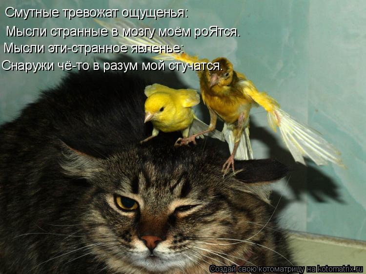 Котоматрица: Смутные тревожат ощущенья: Мысли эти-странное явленье: Мысли странные в мозгу моём роЯтся. Снаружи чё-то в разум мой стучатся.