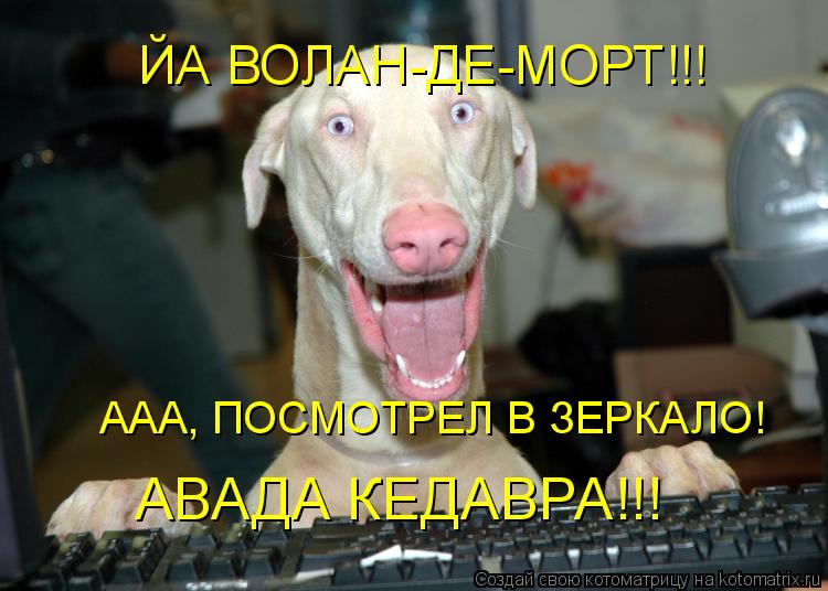 Котоматрица: ЙА ВОЛАН-ДЕ-МОРТ!!! ААА, ПОСМОТРЕЛ В ЗЕРКАЛО! АВАДА КЕДАВРА!!!