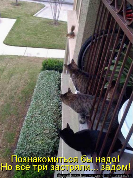 Котоматрица: Познакомиться бы надо! Но все три застряли... задом!