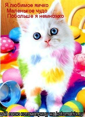 Котоматрица: Я любимое яичко  Маленькое чудо  Побольше я немножко