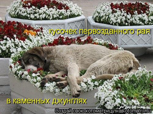 кусочек первозданного рая в каменных джунглях... Котоматрица: кусочек первозданного рая в каменных джунглях