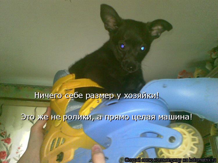 Ничего себе размер у хозяйки! Это же не ролики, а прямо целая машина!... Котоматрица: Ничего себе размер у хозяйки! Это же не ролики, а прямо целая машина!