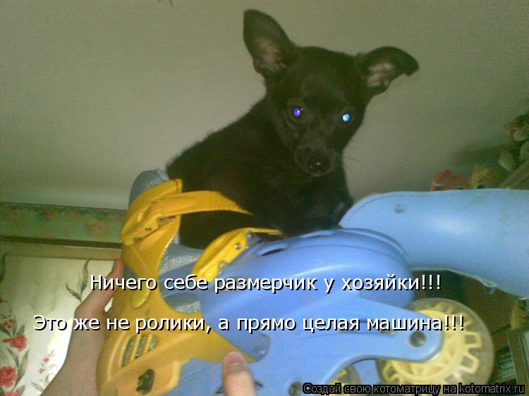 Ничего себе размерчик у хозяйки!!! Это же не ролики, а прямо целая машина!!!... Котоматрица: Ничего себе размерчик у хозяйки!!! Это же не ролики, а прямо целая машина!!!