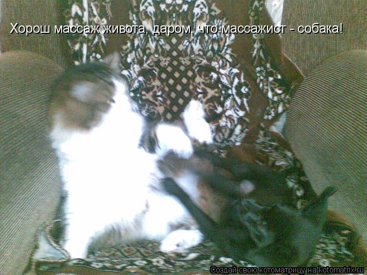 Хорош массаж живота, даром, что массажист - собака!... Котоматрица: Хорош массаж живота, даром, что массажист - собака!