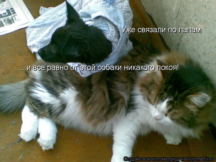 Уже связали по лапам ... и все равно от этой собаки никакого покоя!... Котоматрица: Уже связали по лапам ... и все равно от этой собаки никакого покоя!