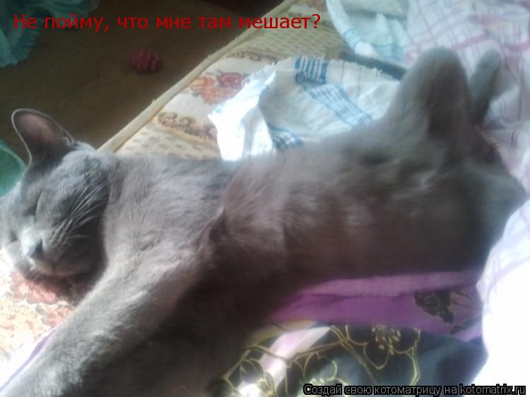 Не пойму, что мне там мешает?... Котоматрица: Не пойму, что мне там мешает?