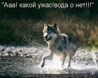 "Ааа! какой ужас!вода о нет!!!"... Котоматрица: "Ааа! какой ужас!вода о нет!!!"