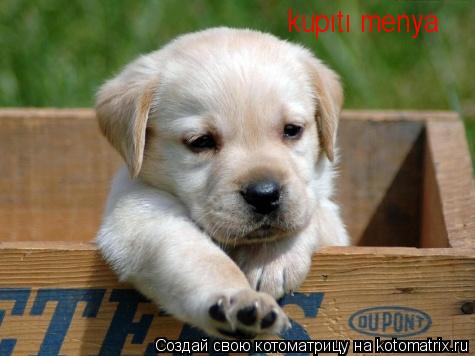 kupıtı menya... Котоматрица: kupıtı menya