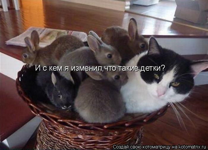 И с кем я изменил,что такие детки?... Котоматрица: И с кем я изменил,что такие детки?
