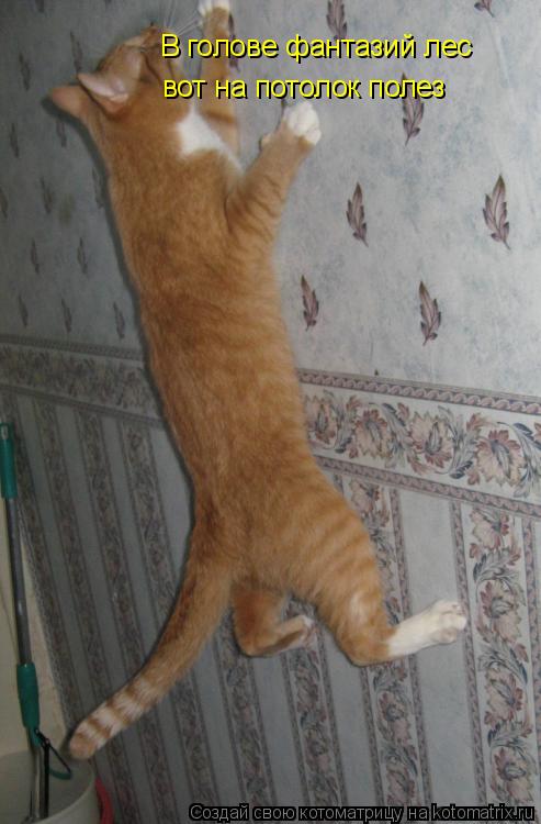 Котоматрица: В голове фантазий лес вот на потолок полез