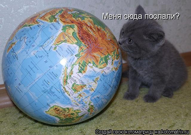 Котоматрица: Меня сюда послали?