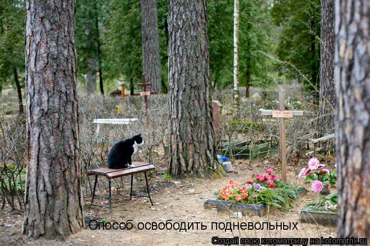 Котоматрица: Способ освободить подневольных